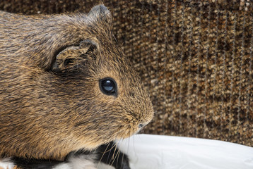 guinea pig closeup