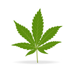 Vector green hemp leaf isolated on white background.