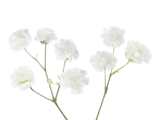  Blossoming twigs of Gypsophila isolated on white background.