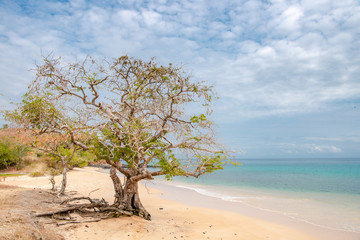 Tree on beach Nature and landscape of Sâo Tomé and Principe. Mountains like Pico Cão Grande....