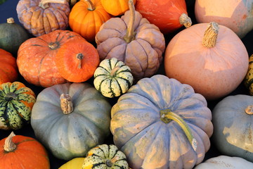 Pumpkins and  squash.