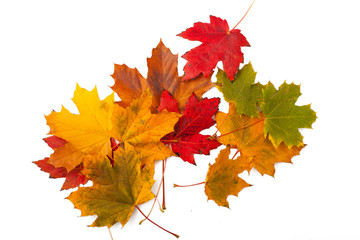 Autumn colourful leaves