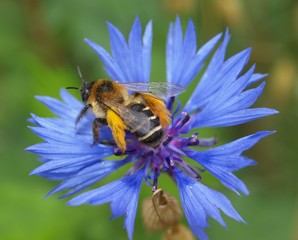 Biene auf Kornblume
