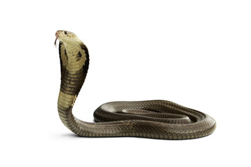Isolated on white background of Snake Siamese cobra ( Naja kaouthia ). Dangerous serious poisonous...
