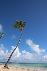 palm and beach