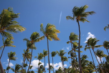 palm and beach