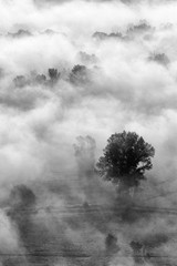 Nebbia sulla foresta, Italia