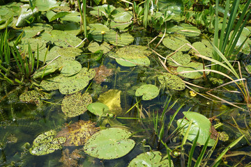 Obraz na płótnie Canvas Garden ponds are impressive small biotopes