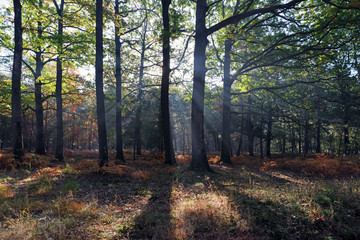 backlight and autumn season in Rambouillet forest
