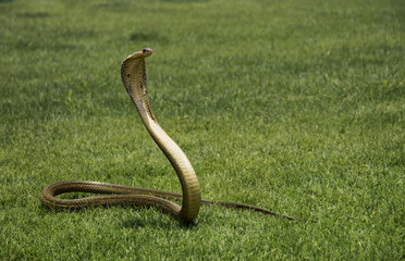 Snake Siamese cobra ( Naja kaouthia ) gold color on the green grass.