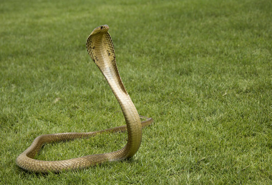 Snake Siamese Cobra ( Naja Kaouthia ) Gold Color On The Green Grass.