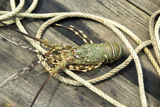 Painted spiny lobster ( Panulirus versicolor ) are seafood raw material Expensive luxury restaurant level. Trapped by fishermen caught in the ocean on wooden floor in fishing boat.