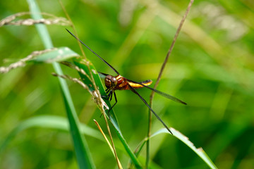 Widow Skimmer Perching on Grass Leaf