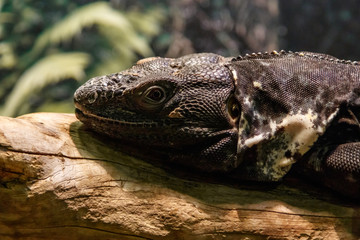 Beautiful Black Mexican dragon, iguana Wigmann, Stenosura pectinate sitting on a branch