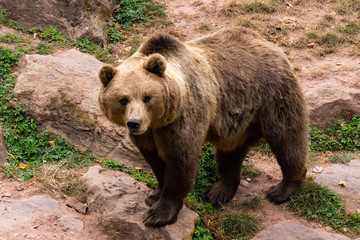 brown bear on a stone in wildlife park