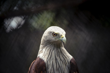 Brahminy kite