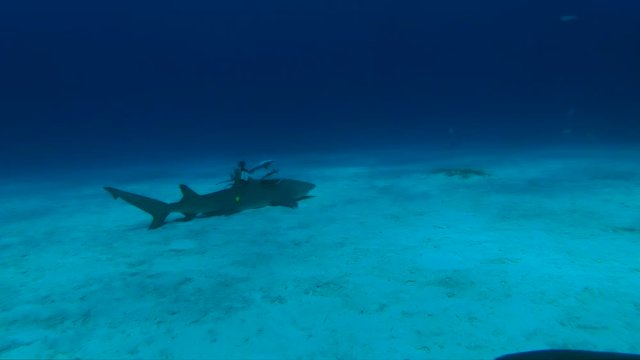 Slow motion, remoras clean shark on ocean floor