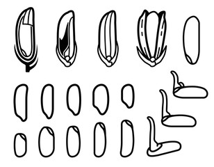 Evolution of rice germination and shape of seed.