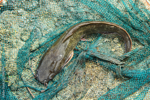 √ Walking Catfish Fish - Fishing Boats Blog