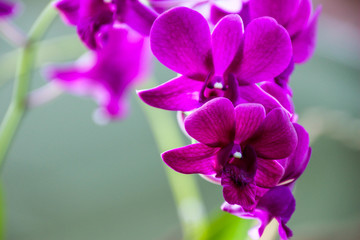 Orchids in the garden for the design of beauty and postcards.