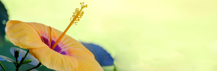 Fototapeta na wymiar banner backgroung,Yellow hibiscus with blurred yellow background with space for writing text