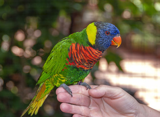 Colorful parrot