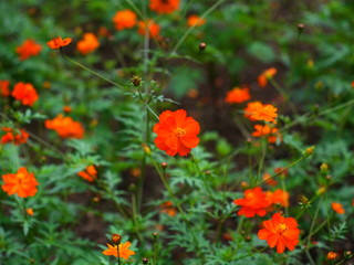 オレンジ色の花