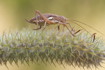 Macrophotography in Cervelló
