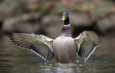 Obraz premium Mallard Duck 