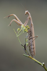 Mantis 