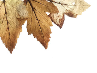 Brown autumn leaves on a white background.