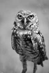 owl, eyes, bird, fly, wall, decor