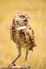owl, eyes, bird, fly, wall, decor