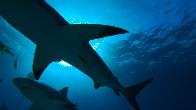 Silhouetted sharks in tropics, slow motion