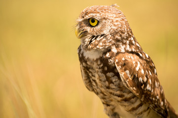 owl, eyes, bird, fly, wall, decor