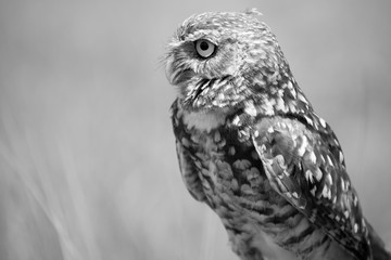 owl, eyes, bird, fly, wall, decor