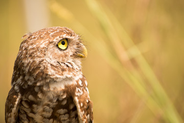 owl, eyes, bird, fly, wall, decor