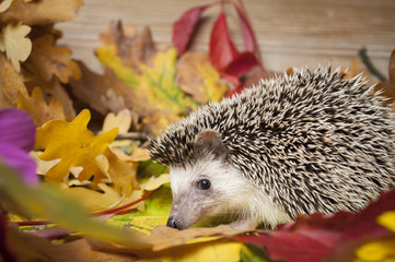 Four-toed Hedgehog (African pygmy hedgehog) - Atelerix albiventris