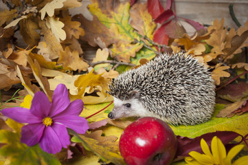 Four-toed Hedgehog (African pygmy hedgehog) - Atelerix albiventris