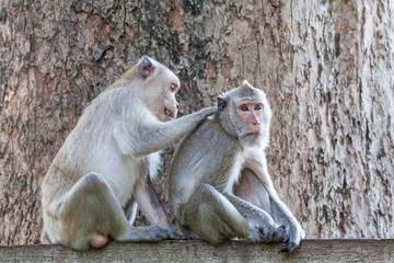 Monkeys checking for fleas and ticks on concrete fence in the park