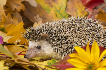 Four-toed Hedgehog (African pygmy hedgehog) - Atelerix albiventris