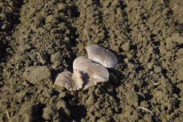 Field champignons. Edible mushroom. The growth of mushrooms in the field.