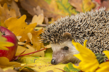 Four-toed Hedgehog (African pygmy hedgehog) - Atelerix albiventris