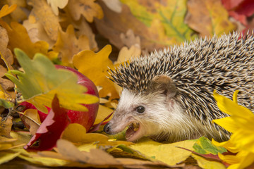 Four-toed Hedgehog (African pygmy hedgehog) - Atelerix albiventris