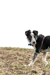 Blue heeler in field with tongue