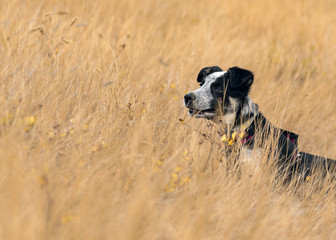 Blue heeler in golden field