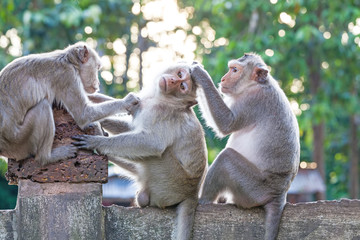 Monkeys checking for fleas and ticks on concrete fence in the park
