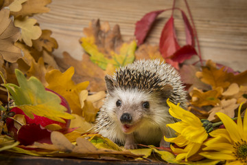 Four-toed Hedgehog (African pygmy hedgehog) - Atelerix albiventris funny autumnal picture