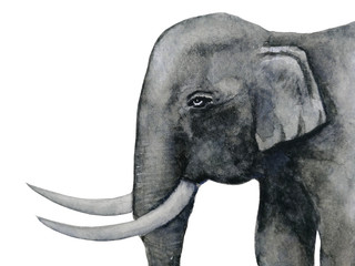 watercolor portrait beside elephant  hand drawn  isolated white background.