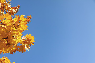 Yellow autumn maple leaves against the sky